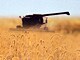 Wheat field.