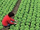 Lady tending lettuce.