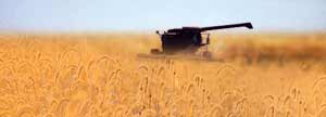 Harvesting a field of wheat.