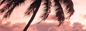 Palm tree blowing in the wind