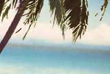Palm tree