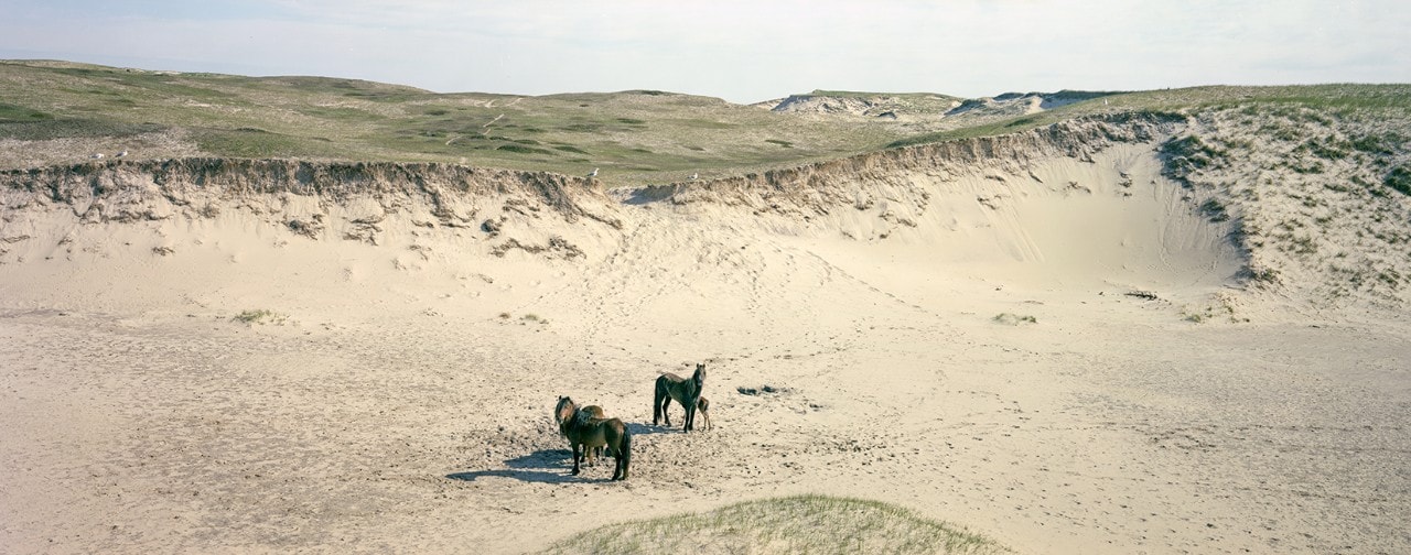 i.	Sable Island NS, 1988, Chromogenic contact print, 15.5 x 41.0 cm from the series Sable Island An Elemental Landscape 1986-1996 Collection: Art Gallery of Nova Scotia